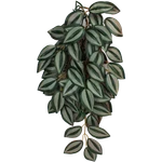 Komodo Zebrina Climbing Plant. Fixed Price $14.29.