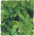 Zoo Med Natural Bush Congo Ivy Plants (size Options). Fixed Price $7.95.