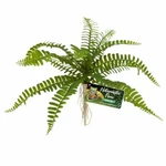 Zoo Med Naturalistic Flora Sword Fern For Terrariums Paludariums BU-63. Fixed Price $12.99.
