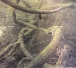 National Geographic Reptile Terrarium 3D Rainforest Background 36 X 15 Mossy. Fixed Price $13.99.