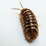 Isopod Factory 25+ Armadillidium Maculatum Chocolate Zebra Bioactive Clean Up. Fixed Price $39.95.