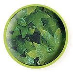Zoo Med Natural Bush Plant Congo Ivy. Fixed Price $7.99.