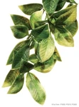 Exo Terra Mandarin Jungle Plant - Large. Fixed Price $16.99.