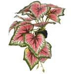 Komodo Standing Caladium Plant. Fixed Price $12.29.