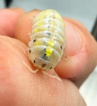 Factory 15+ Armadillidium Vulgare Japanese Magic Potion Isopods Bioactive. Fixed Price $23.95.