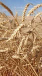 Cheapest On Wheat BRAN(10LB)MEALWORM Superworm Food And Bedding(fast Ship). Fixed Price $26.89.