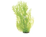 Underwater Treasures White Tipped Cardamine Plant Select Size:: 24 Inch. Fixed Price $24.00.