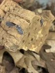 25 Count- Porcellionoides Pruinosus Pied Powder Blue Isopod (cleanup Crew). Fixed Price $18.00.