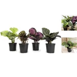Live Calathea Houseplant 4 Pack Pet Safe, Air Purifying Indoor Plants. Fixed Price $64.59.