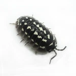 Factory 12+ Armadillidium Gestroi Zinger Isopods Bioactive Clean Up Crew. Fixed Price $34.95.