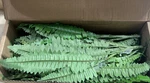 Nearly Natural 14IN. Boston Fern Artificial Plant (set Of 6) 6125-S6. Fixed Price $39.95.