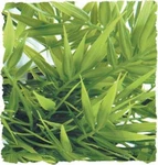 Zoo Med Natural Bush Madagascar Bamboo Plant (size Options). Fixed Price $11.95.
