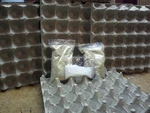 Egg Cartons/crates Paper Trays Flats Hatching/craft/school/jewelry/acoustic !!!. Fixed Price $22.02.