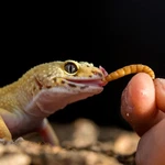Live - Grown Organic For Reptiles 1000 Bulk Feeder Insect. Fixed Price $31.99.
