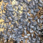 25 Ct. Armadillidium Peraccae Isopods Exo-morphs Live Arrival. Fixed Price $54.00.