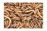 1000 Live - Animal Specialties Brand Superworms Kingworms Zophobas Morio. Fixed Price $47.06.
