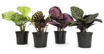Live Calathea Houseplant (4 Pack), Pet Safe Plants For Cats & Dogs, Makoyana,.... Fixed Price $75.06.