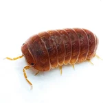 Factory 12+ Armadillo Officinalis Orange Crush Isopods Bioactive Clean Up. Fixed Price $27.95.