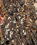100 Dwarf White Isopods (trichorhina Tomentosa) - Live Vivarium Cleaner Crew. Fixed Price $33.00.