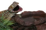 Magnatural Feed And Water Ledge Earth Pet-tekk. Fixed Price $26.50.
