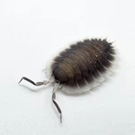 Factory 10+ Porcellio Werneri Greek Shield Isopods Bioactive Terrarium. Fixed Price $99.95.