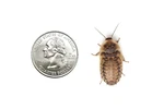Dubia Roaches 500 Large. Fixed Price $72.00.