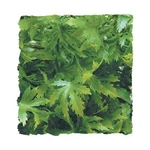 Ra Cannabis - Small (3 Pack). Fixed Price $19.61.