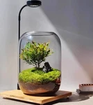 Sarufo Glass Plant Terrarium Kit 6.3"X8.6" With Grow Light Micro-landscape. Fixed Price $40.00.