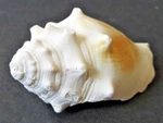 Florida Fighting Conch (strombus Alatus) Natural Shell Hermit Crab Diy Decor 3". Fixed Price $7.20.
