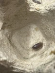 25 Count- Porcellionoides Pruinosus Powder Blue Isopod (cleanup Crew). Fixed Price $18.00.