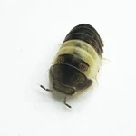Factory 25+ Cubaris Sp. Panda King Isopods Bioactive Clean Up Crew. Fixed Price $24.95.