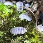 Factory 15+ Cubaris Murina White Glacier Isopods Bioactive Clean Up Crew. Fixed Price $24.95.