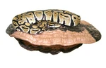 Magnaturals Large Mushroom Ledge. Fixed Price $38.95.
