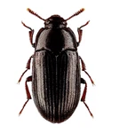 Black Buffalo Beetles Dubia Roach & Terrarium Tank Cleaner Crew Lesser Mealworms. Fixed Price $45.89.