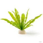 Exo Terra Bird's Nest Fern Plant. Fixed Price $11.99.