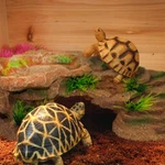 Turtle Basking Platform,tortoise Resin Dock Resting Rock Reptile Habitat Orna.... Fixed Price $33.64.