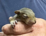 Exotic Nutrition Basic Baby Squirrel Nursing Kit - Syringes Nipples Milk Replace. Fixed Price $19.50.