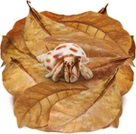 10 Pack Large Hermit Crab Catappa Indian Almond Leaves, 7-9 Inches Long, Dried. Fixed Price $15.96.