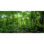 Awert 30X12 Inches Terrarium Background Tropical Aquarium Green Hu.... Fixed Price $15.98.
