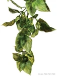 Exo Terra Amapallo Jungle Plant Medium. Fixed Price $12.99.