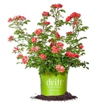 Coral Drift 1 Gallon. Fixed Price $46.77.