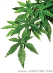 Exo Terra Silk Plant - Abutilon Small. Fixed Price $11.99.