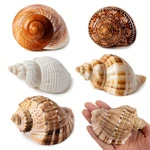 Wedosoy 5PCS Large Hermit Inches, Shells Size: 2.8" - 3.9". Fixed Price $23.23.