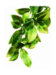 Exo Plastic Terrarium Plant, Small, Mandarin Standard Packaging. Fixed Price $7.24.