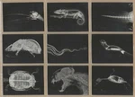 2024 Topps Allen & Ginter X-ray'd (xr) Oregon Zoo Complete Set Of (20). Fixed Price $16.95.