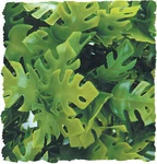 Zoo Med Natural Bush Plant Amazonian Phyllo. Fixed Price $10.99.