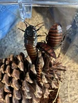 Madagascar Hissing Cockroaches Adult Breeding Pair Of 2 For Feeders/pets/reptile. Fixed Price $7.50.