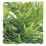 Ra Madagascar Bamboo - Large (2 Pack). Fixed Price $24.18.