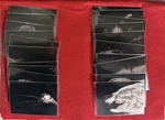 2024 Topps Allen & Ginter Oregon Zoo X-ray Complete Set XR-1 Thru XR-20. Fixed Price $19.99.