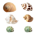 Seajiayi 6 Pcs Medium Hermit Crab Turbo Seashells Large, White. Fixed Price $14.76.